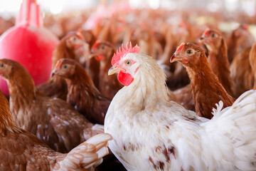Close up of white chicken in chicken farm