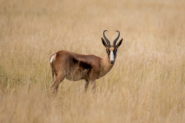 Springbuck in the grassfields