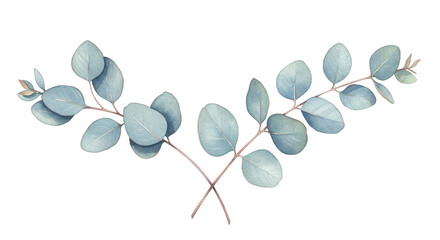 Eucalyptus Branch Watercolor Illustration Isolated On Transparent Background