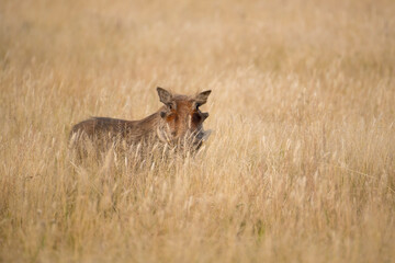 Bush-pig in South Africa grasslands