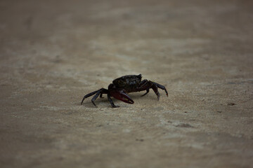 A field crab with a red claw walking on a concrete background. Concept of rural wildlife