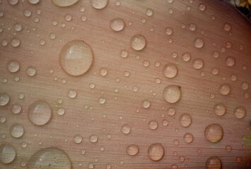 Transparent water droplets on a pinkish-brown dried banana leaf surface. Abstract natural texture background