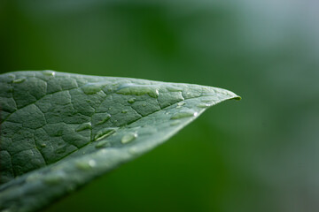 Macro of fresh raindrops on the tip of a green leaf. Concept of purity, nature, and the environment.