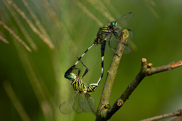 Two green striped dragonflies mating in a wheel formation (heart shape) on a branch. Love and reproduction in nature