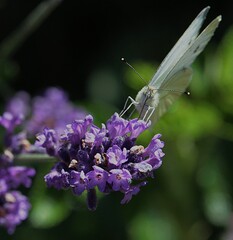 papillon et lavande