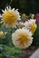 Dahlia jaune et blanc au jardin en été