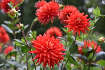 Dahlia rouge au jardin en été