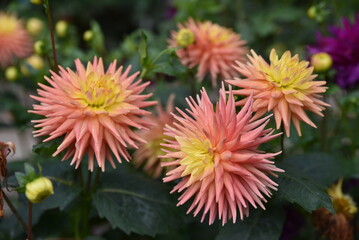 Dahlias cactus roses en été au jardin