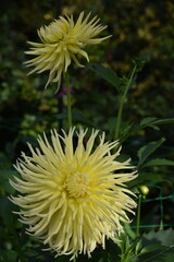 Dahlia cactus jaune au jardin en été