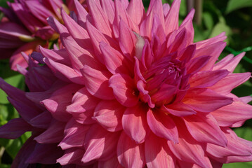 Dahlia rose au jardin en été
