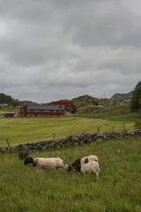 Obraz premium Sheep Grazing in a Green Field on Utsira Island, Norway