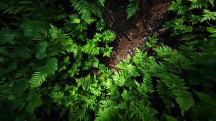 Ferns overhead view green plants