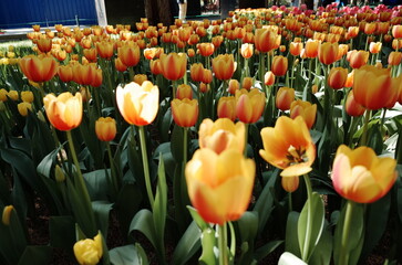 yellow tulips