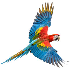 Obraz premium Vibrant scarlet macaw parrot in flight against a black background