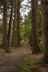 Forest Path Lined with Tall Pine Trees in Norway