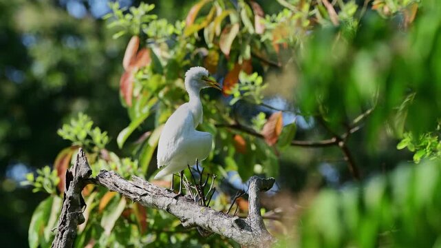 Chick of Cattle Egret perched in a branch asking for food