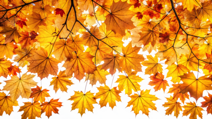 the golden orange brown colour of maple tree leave isolated on white background PNG , AI GENERATED 