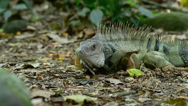 Green iguana (Iguana iguana), also known as the American iguana or the common green iguana eating in the ground