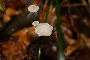 森の中の小さな白いキノコ