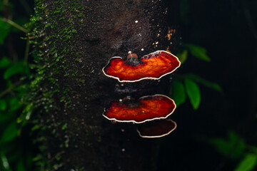 Microporus Xanthopus Fungi, Amboli, Western Ghats, Maharashtra, India