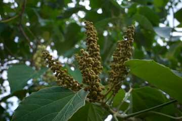 Kayu Along, Melanolepis multiglandulosa flowers, an evergreen shrub or a tree