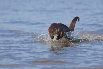 A river otter comes to shore