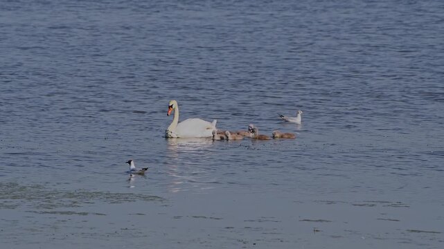 Newborn baby swans swimming in the Zicksee lake together with mom