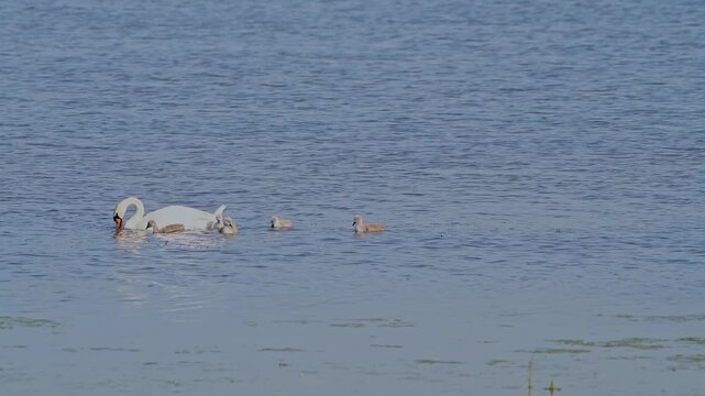 Newborn baby swans swimming in the Zicksee lake together with mom. Neusiedlersee National Park