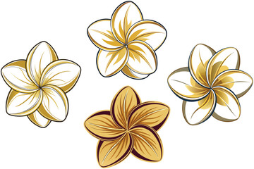 Obraz premium frangipani flower isolated on white..set of flowers