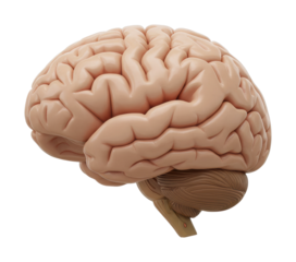 Exploring the human brain anatomy study science lab 3d visualization educational environment detailed. Cut out png