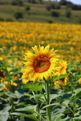 Obraz premium field of sunflowers