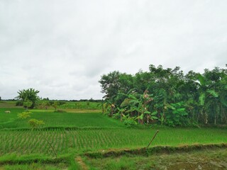 Obraz premium green field and blue sky