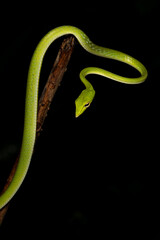 Closeup, macro shot of Vine Snake, Ahaetulla,  Matheran, Western ghats, India