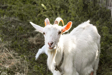 Obraz premium White goat standing in sunny field