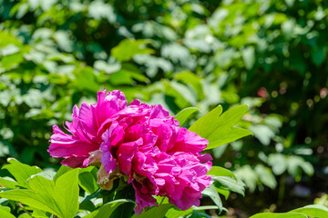 鮮やかなピンク色の牡丹の花と緑の葉