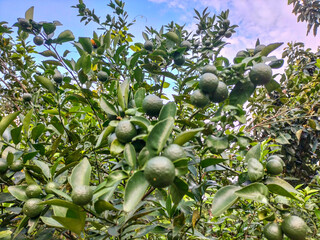 Green lemons is citrus fruits on a branch with nature background. Fresh green lime fruit hanging...
