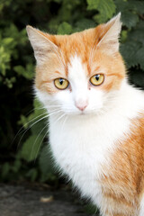 homeless stray cat resting on green grass