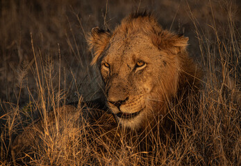 lion in the grass