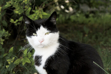 homeless stray cat resting on green grass