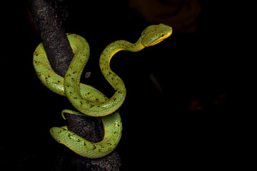 Closeup, macro shot of Bamboo pit viper, Snake, Matheran, Western ghats, India