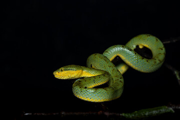 Closeup, macro shot of Bamboo pit viper, Snake, Matheran, Western ghats, India