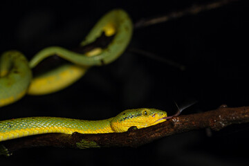 Bamboo pit viper with tongue out, Snake, Matheran, Western ghats, India