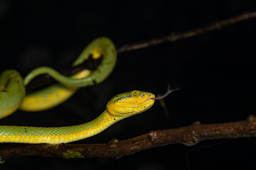 Bamboo pit viper with tongue out, Snake, Matheran, Western ghats, India
