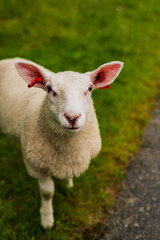 Close Up of a White Sheep with Red Ear Tags in Norway