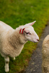 Close Up of a White Sheep with Red Ear Tags on a Green Path