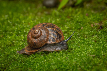 Snail with nice pattern on shell sitting on moss, Matheran, Western Ghats, India