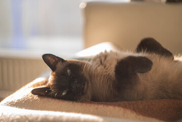 the cat is basking in the sun