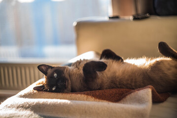 the cat is basking in the sun