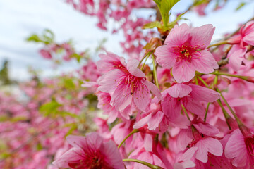 寒緋桜の鮮やかなピンクの花と青空
