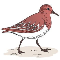 Beautiful Bird Vector Illustration in Minimal Art Style